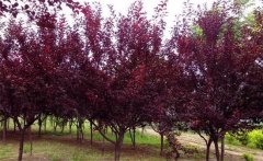 紅葉李是喬木還是灌木？紅葉李的生態(tài)習性簡(jiǎn)介
