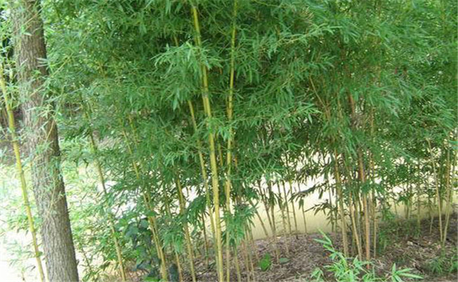 黃槽竹的變種、變型及品種有哪些