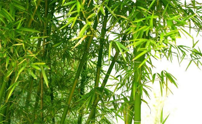 桂竹的生態(tài)習性及其變種、變型及品種