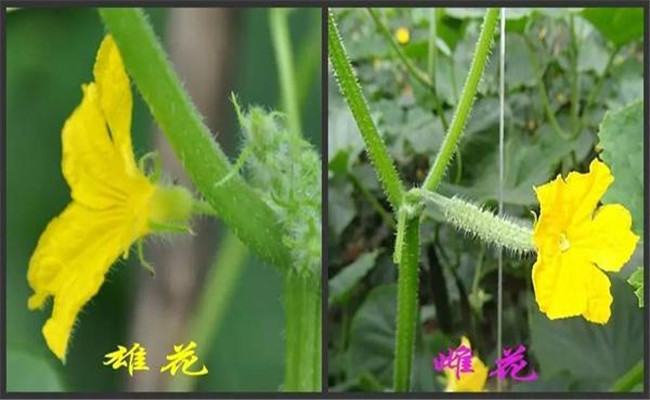 增加雌花數的黃瓜調節劑