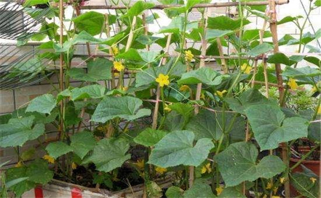 黃瓜只開(kāi)花不結瓜的原因