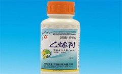 黃瓜為什么要噴乙烯利 噴施時(shí)間、濃度如何掌握
