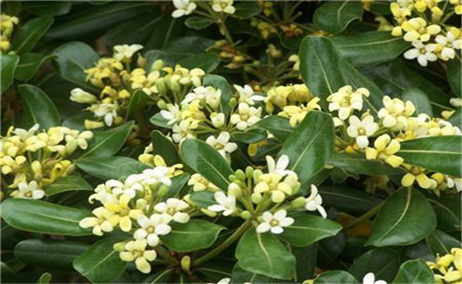 冬青開(kāi)花嗎？