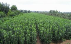 冬青需要什么樣的生長(cháng)環(huán)境 冬青的水肥管理方法
