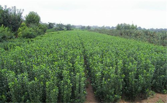 冬青的生長(cháng)環(huán)境要求