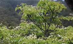 種植油桐樹(shù)的經(jīng)濟價(jià)值有哪些 油桐樹(shù)的栽培管理