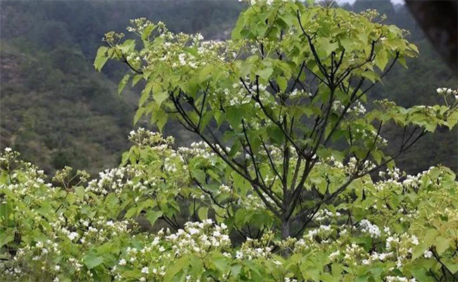 油桐樹(shù)的生態(tài)習性