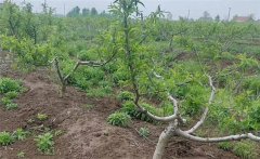 草銨膦對果樹(shù)有沒(méi)有影響 打草銨膦傷果樹(shù)根嗎？