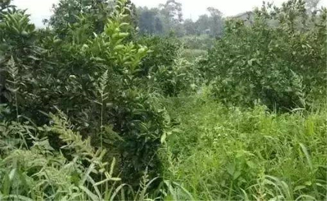 草銨膦打到果樹(shù)根部會(huì )怎樣