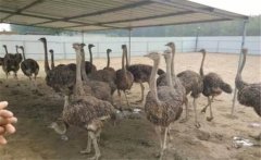 農村可以養鴕鳥(niǎo)嗎?駝鳥(niǎo)怎么養殖 一年下幾枚蛋