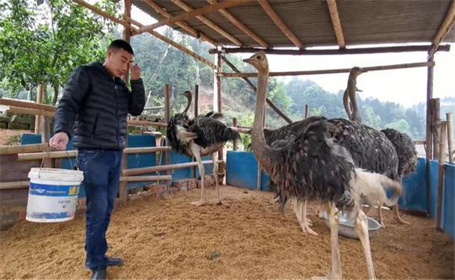 駝鳥(niǎo)怎么養