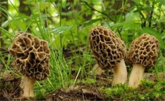 羊肚菌有野生的嗎？野生羊肚菌幾月份生長(cháng)出來(lái)