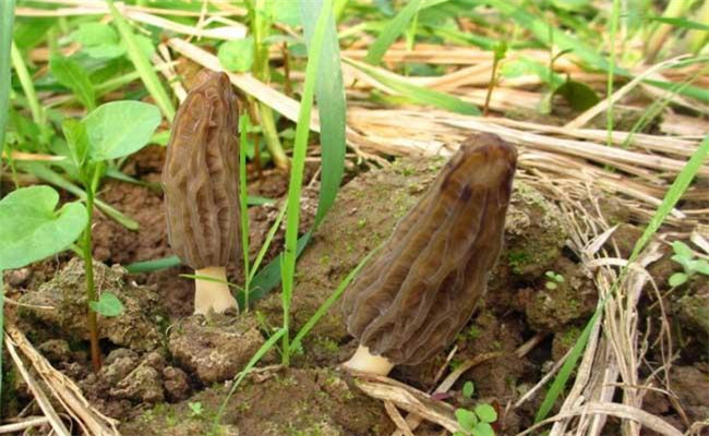 野生羊肚菌一般長(cháng)在什么地方