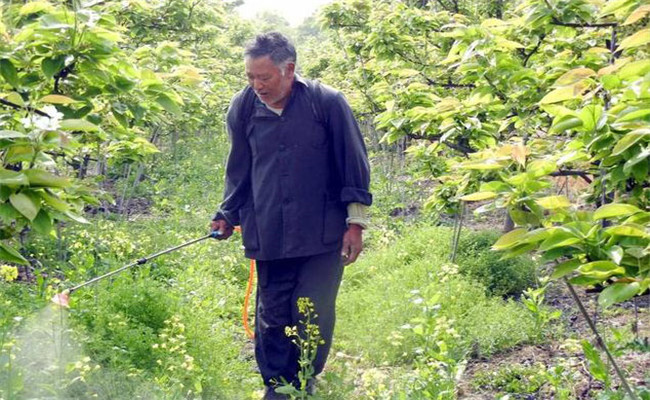 草銨膦噴灑后多長(cháng)時(shí)間下雨有效