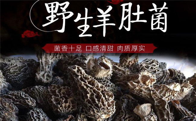 怎樣區分羊肚菌是不是野生的