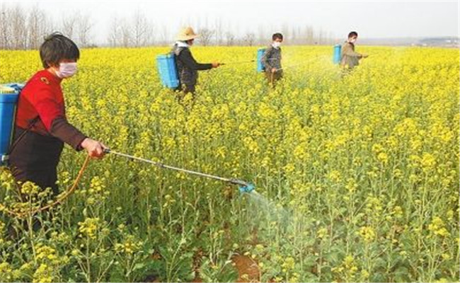 硼肥過(guò)量怎樣補救