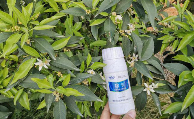 水溶肥直接使用會(huì )不會(huì )傷根