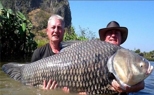 野生鯽魚(yú)最大長(cháng)多重