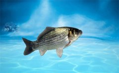野生鯽魚(yú)吃什么？野生鯽魚(yú)和養殖鯽魚(yú)的區別