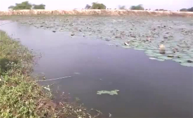 鯽魚(yú)的生活習性