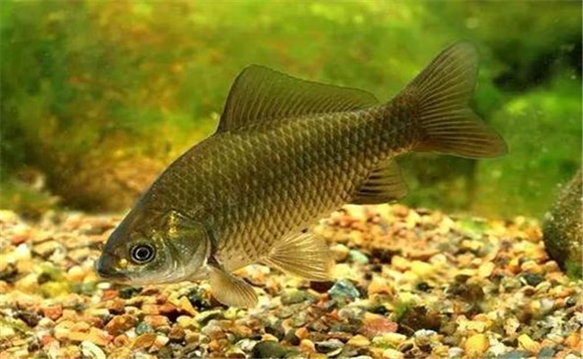 野生鯽魚(yú)和養殖鯽魚(yú)的區別