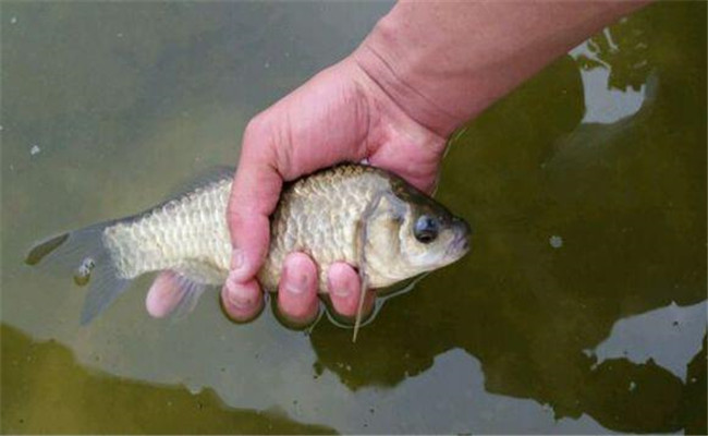 鯽魚(yú)能活多久