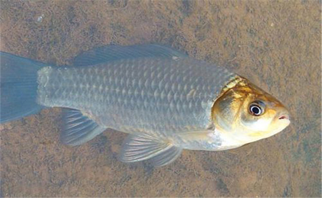鯽魚(yú)怎么養