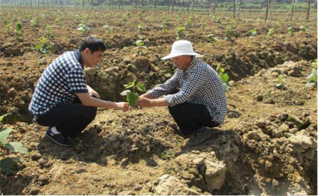 過(guò)磷酸鈣跟農家肥混施效果怎么樣