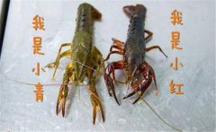 買(mǎi)回來(lái)活的小龍蝦怎么養，家養小龍蝦能活多久