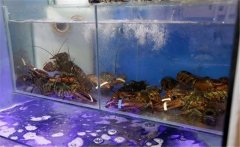 如何在家養龍蝦 小龍蝦怎么養活的時(shí)間長(cháng)