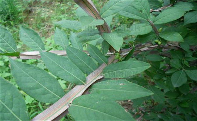 衛矛是常綠還是落葉植物