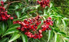 野鴉椿如何種植？野鴉椿的生態(tài)習性簡(jiǎn)介