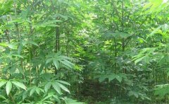 七葉樹(shù)是常綠還是落葉植物，七葉樹(shù)的生態(tài)習性
