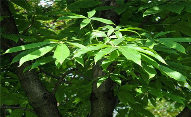 七葉樹(shù)的生態(tài)習性