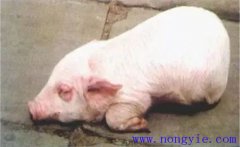 仔豬水腫病的發(fā)病原因是什么？如何預防水腫病