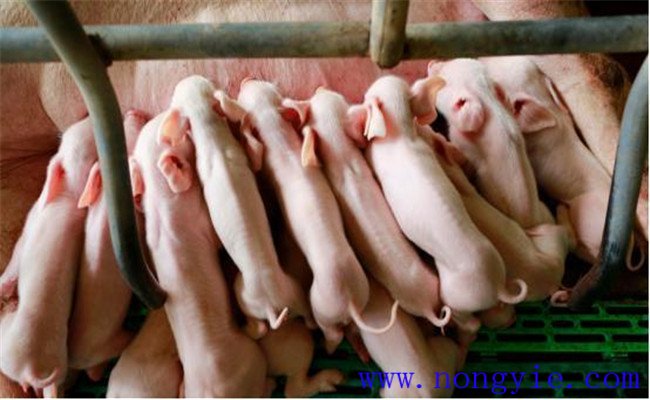 哺乳仔豬的飼養管理要點(diǎn)
