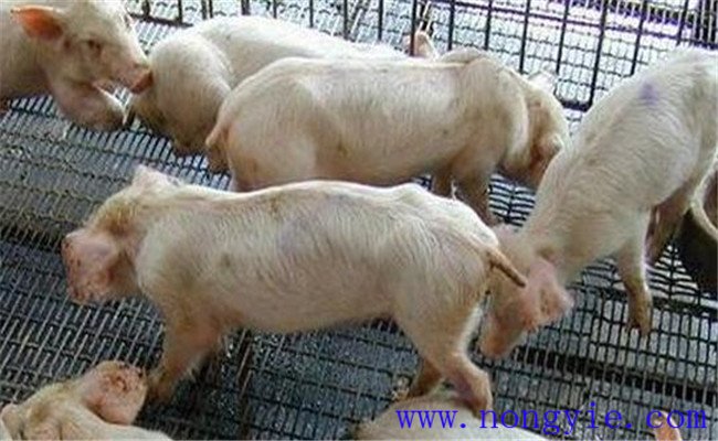 怎樣防治仔豬營(yíng)養缺乏性貧血