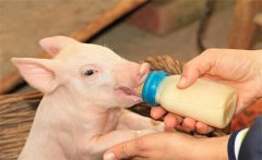 初生仔豬要早吃初乳，為什么要給仔豬固定奶頭