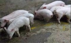 秋冬季節仔豬下痢的主要原因是什么？