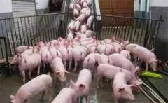 外購仔豬購進(jìn)仔豬后的飼養管理和疾病防治要求