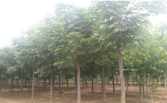 欒樹(shù)的生態(tài)習性