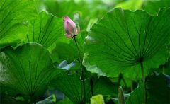 荷花的生長(cháng)周期與生長(cháng)過(guò)程 荷花的生長(cháng)環(huán)境要求