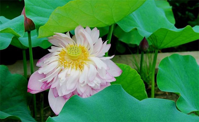 荷花的生長(cháng)環(huán)境要求