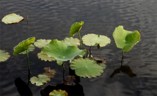 荷花的生長(cháng)過(guò)程