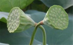 蓮蓬是荷花的什么部分，蓮蓬什么季節成熟