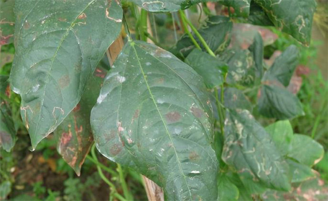 豆角長(cháng)膩蟲(chóng)怎么治