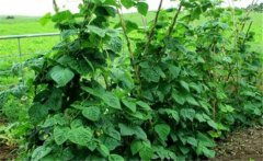 豆角為什么不開(kāi)花不結果 豆角什么時(shí)候整枝打尖