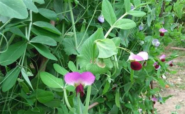 豆角從開(kāi)花到采摘需要多長(cháng)時(shí)間