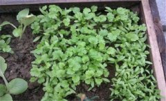 香菜（芫荽）白粉虱如何防治？發(fā)生規律是什么