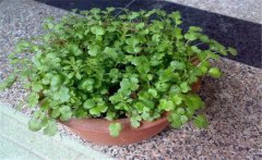 香菜陽(yáng)臺怎么種？陽(yáng)臺香菜的種植時(shí)間與方法